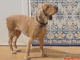 sire con el pelo cortito en verano sire con el pelo cortito en verano